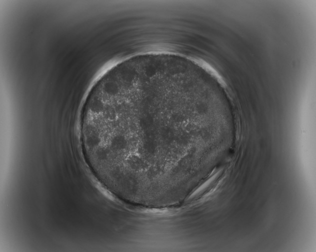 X0000086260990200704122007