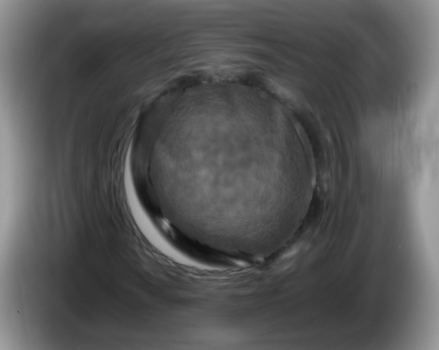 X0000086261010200704122006