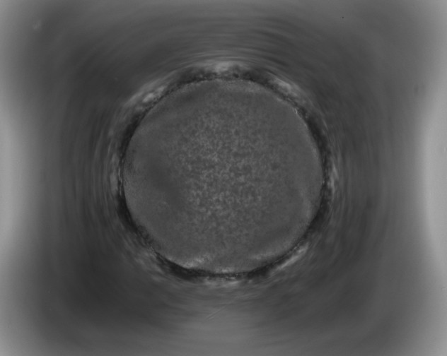 X0000086261014200704122006