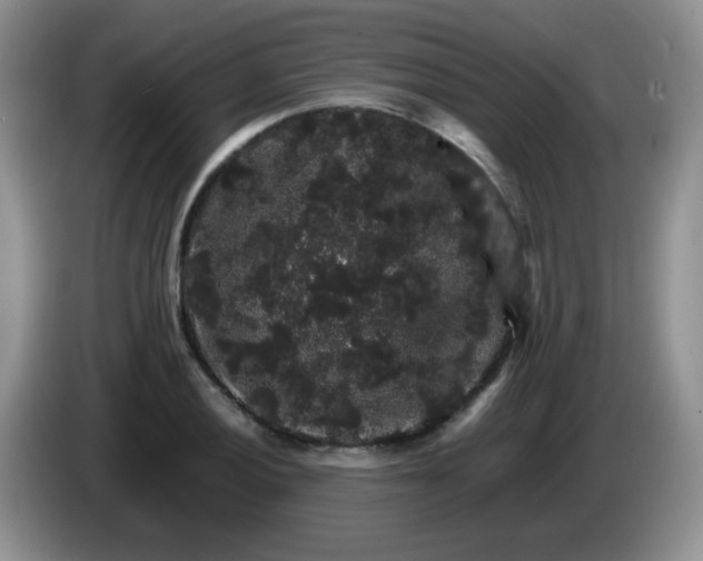 X0000086261028200704122006