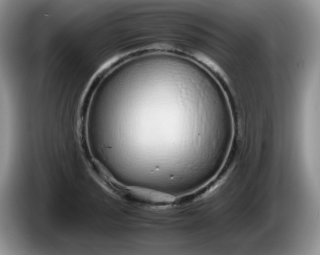 X0000086261029200704122006