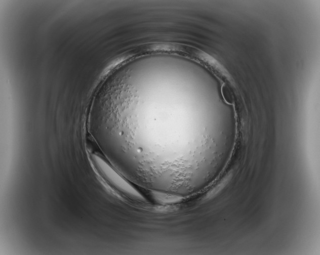 X0000086261033200704122006
