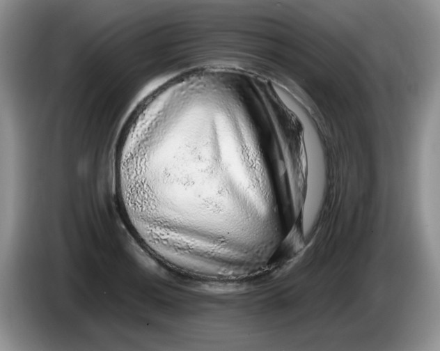 X0000086261036200704122006