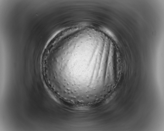 X0000086261039200704122006