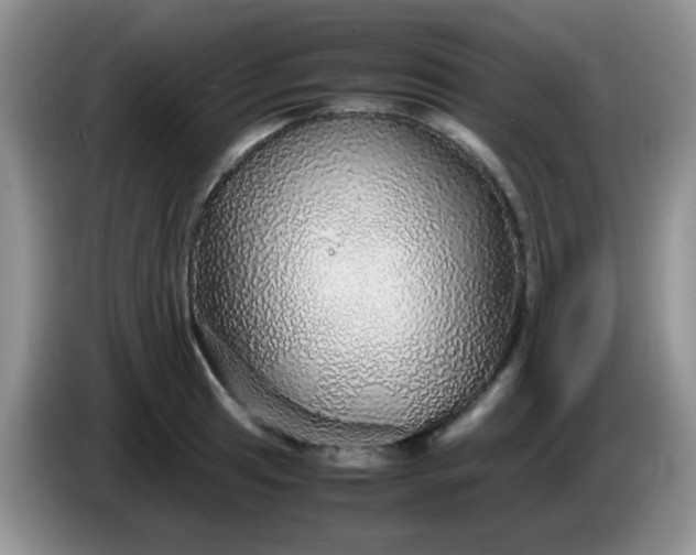 X0000086261041200704122006