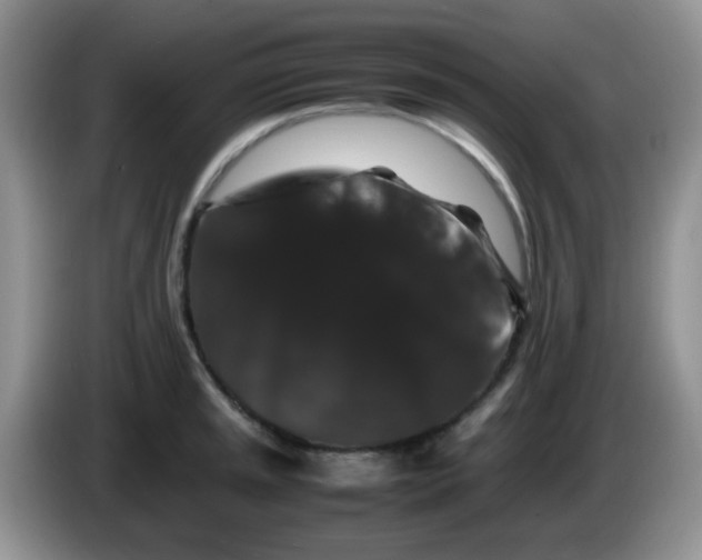 X0000086261045200704122007