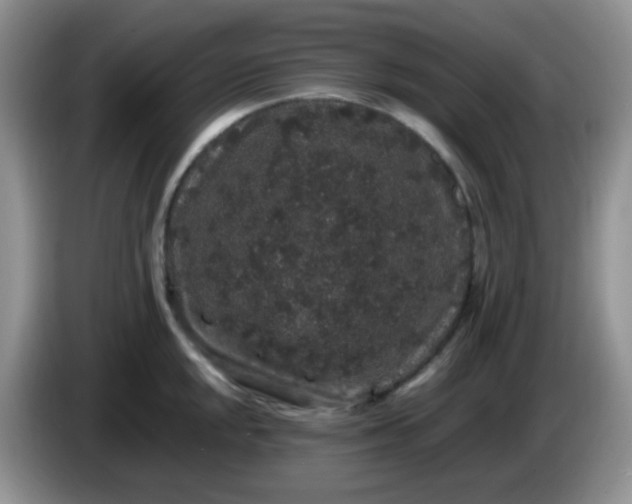 X0000086261048200704122007