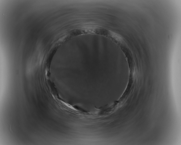 X0000086261060200704122006