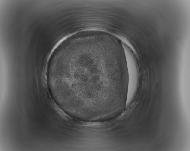 X0000086261068200704122006