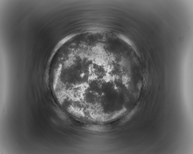 X0000086261074200704122006