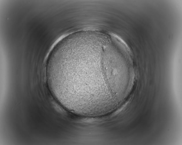 X0000086261075200704122006