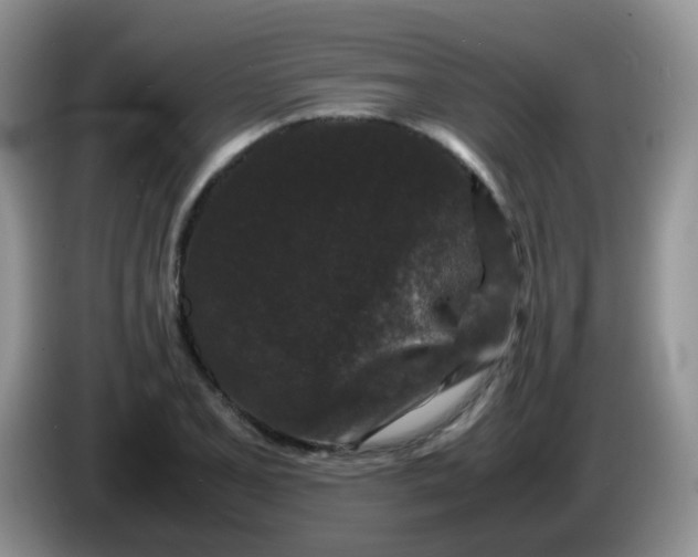 X0000086261077200704122006