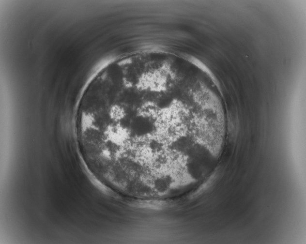 X0000086261090200704122006