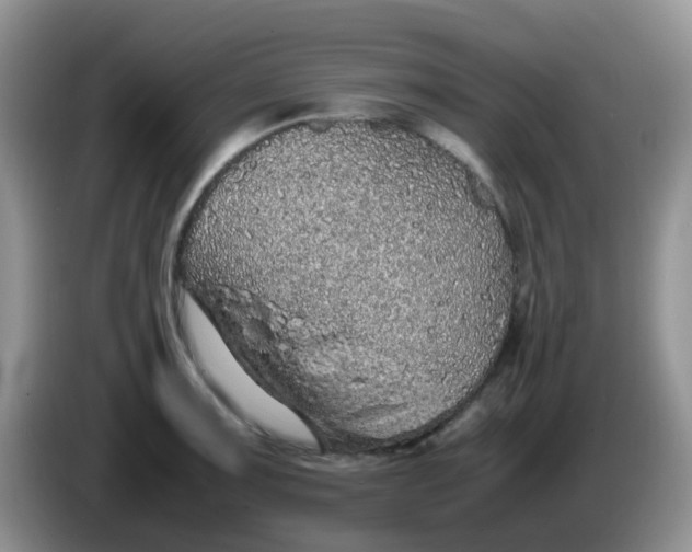 X0000086261091200704122006