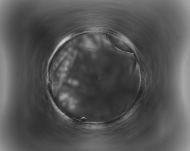 X0000086261095200704122006
