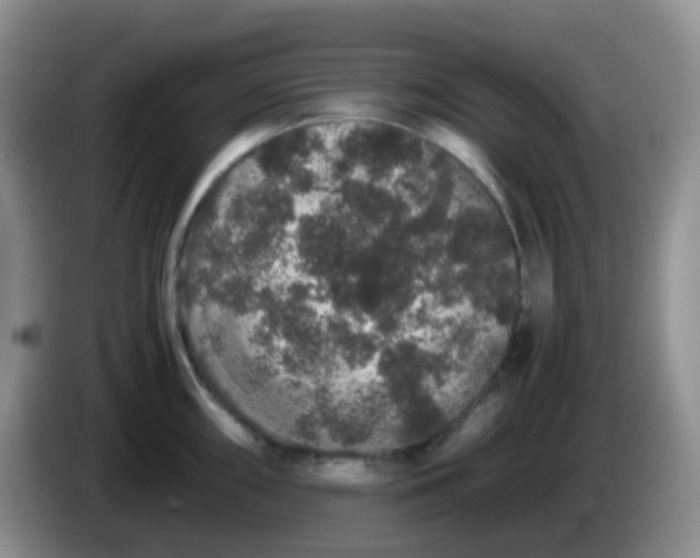 X0000086261098200704122006