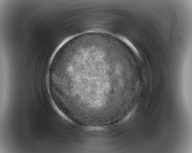 X0000086261100200704122006