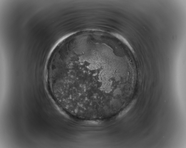 X0000086261125200704122005