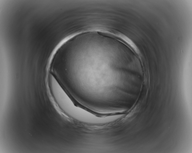 X0000086261144200704122005