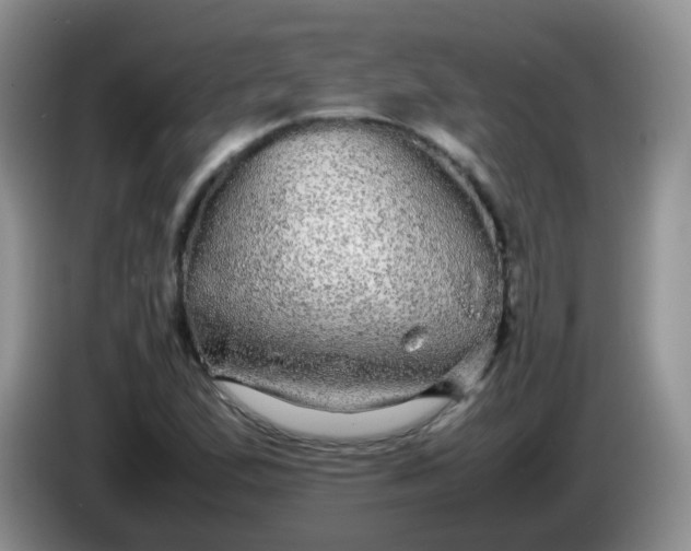 X0000086261167200704122005