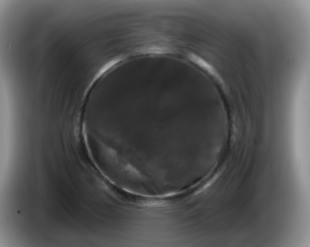X0000086261170200704122005