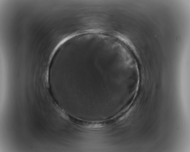 X0000086261174200704122005