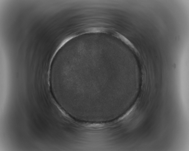 X0000086261178200704122005