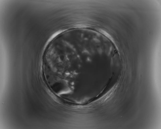 X0000086261179200704122005