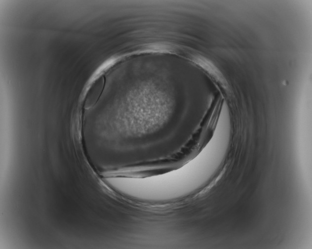X0000086261180200704122005