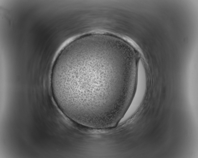 X0000086261183200704122005