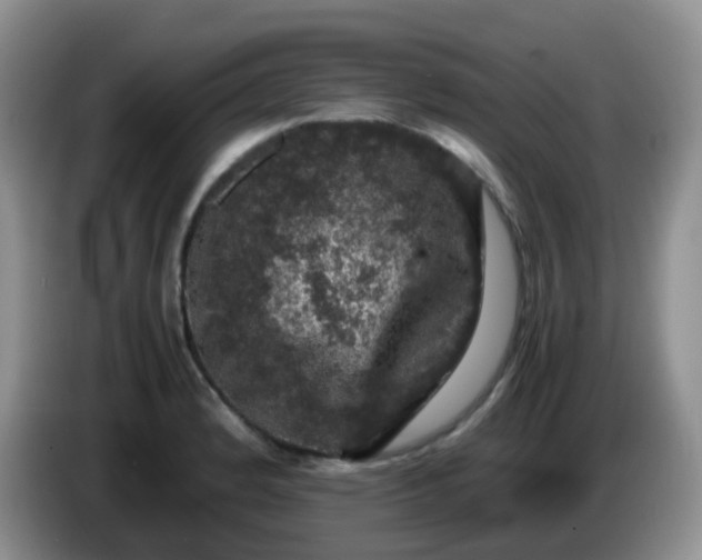 X0000086261184200704122005