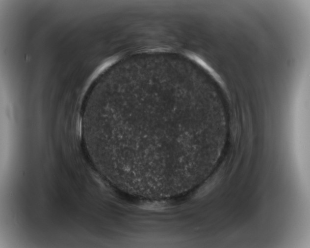X0000086261221200704122004