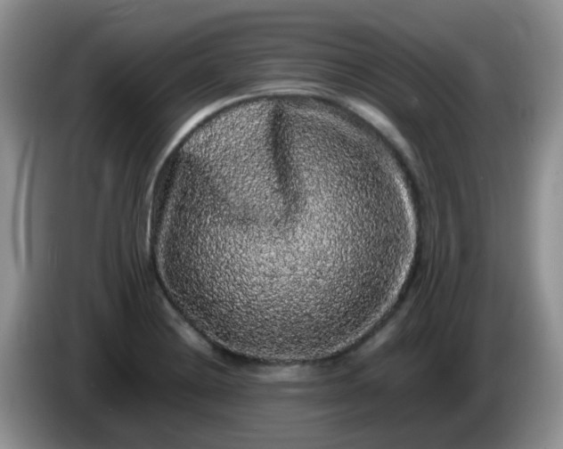 X0000086261228200704122004