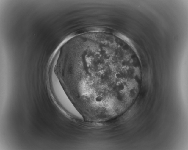 X0000086261235200704122004
