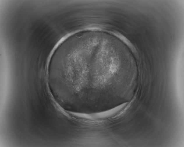 X0000086261240200704122004