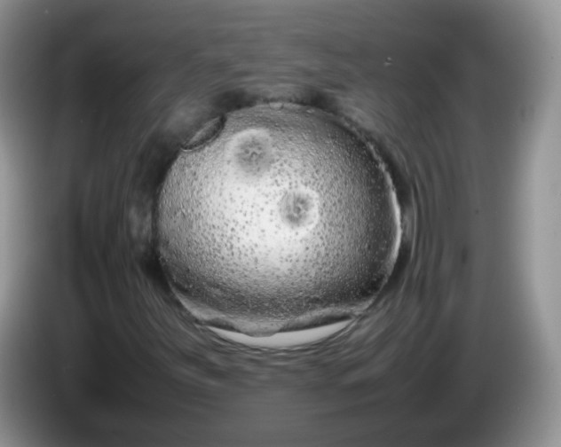 X0000086261251200704122004