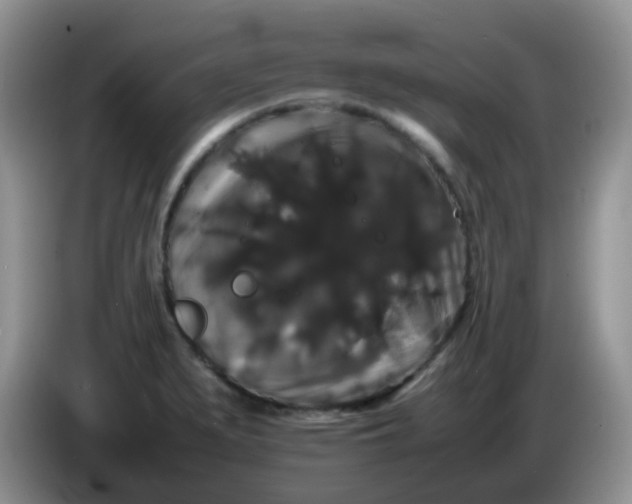 X0000086261279200704122003