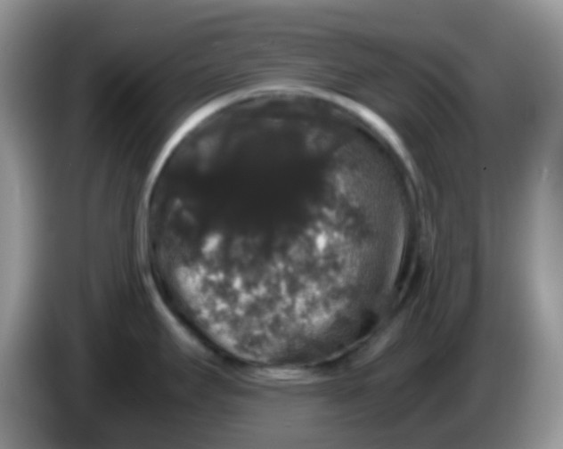 X0000086261295200704122003