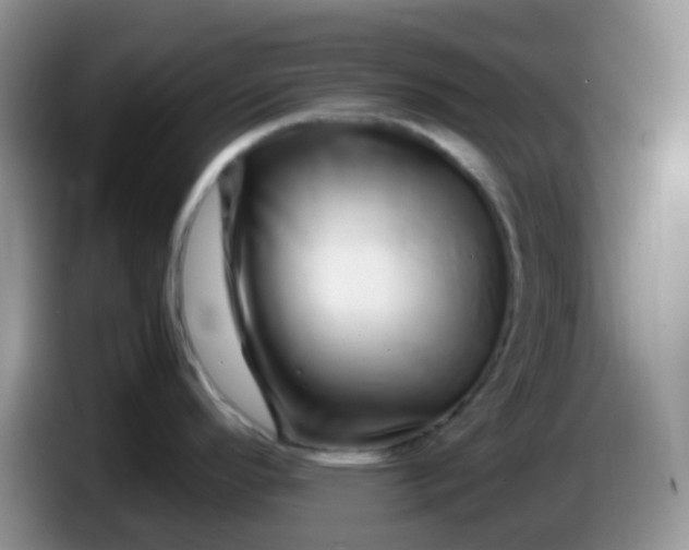 X0000086261296200704122003