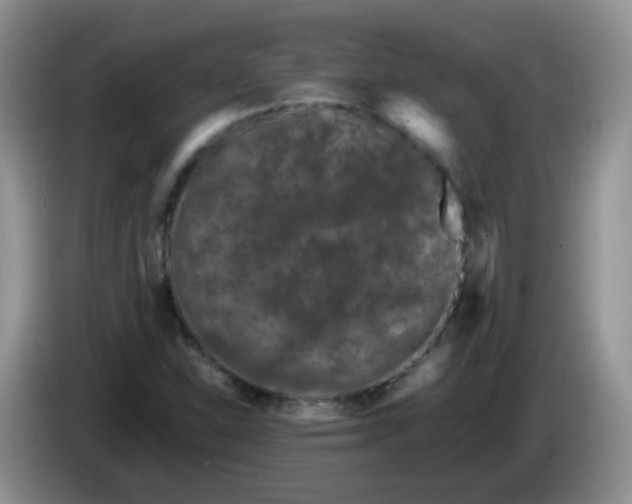 X0000086261310200704122003