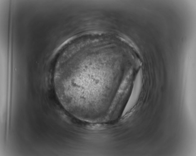 X0000086261352200704122002