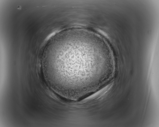 X0000086261355200704122002