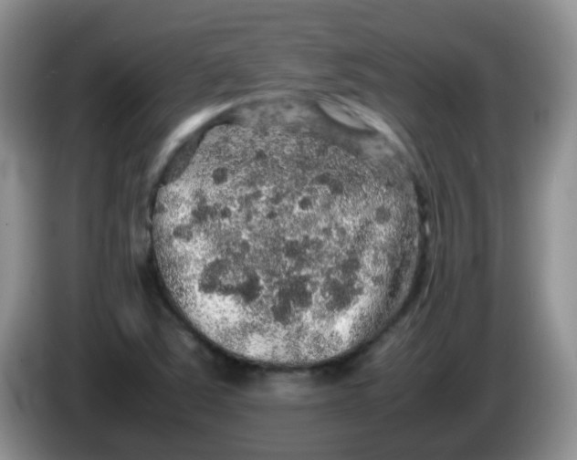 X0000086261363200704122002