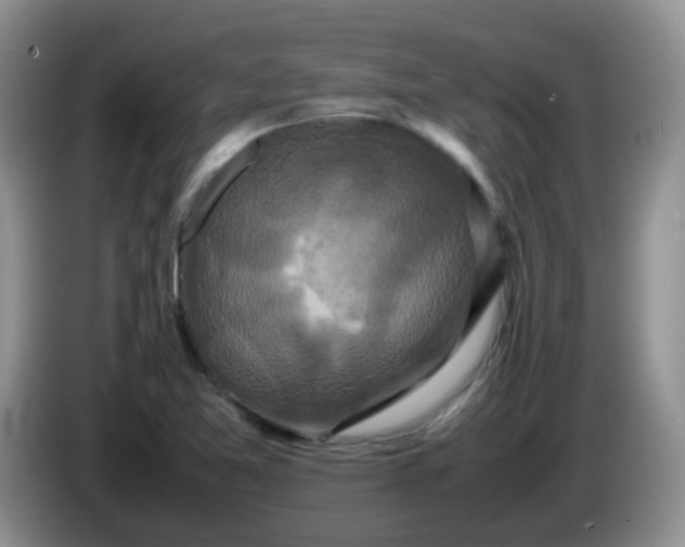 X0000086261365200704122002