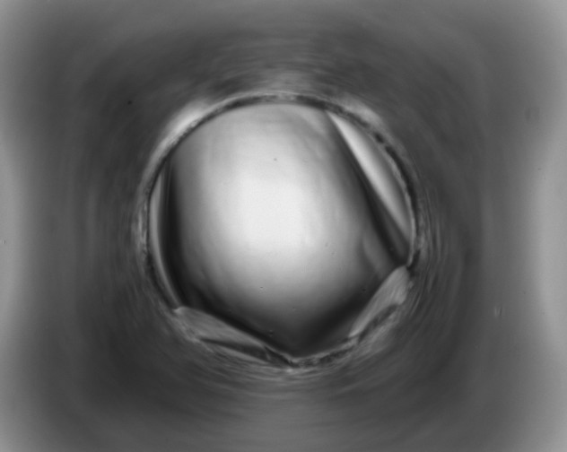 X0000086261366200704122002