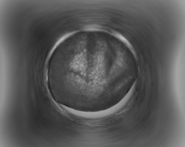 X0000086261376200704122002