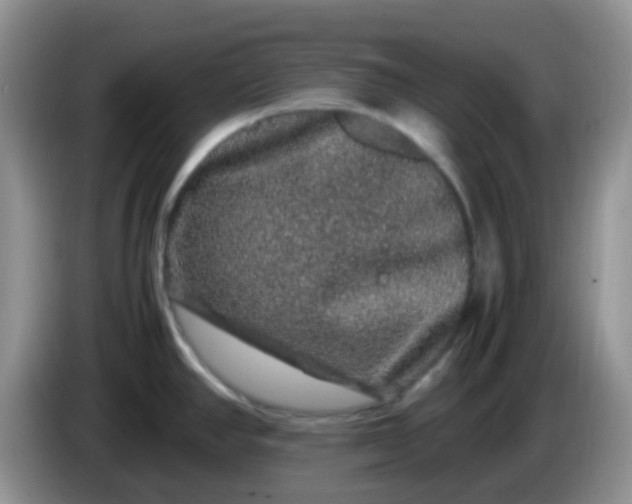 X0000086261390200704122002