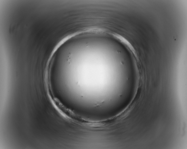 X0000086261391200704122002
