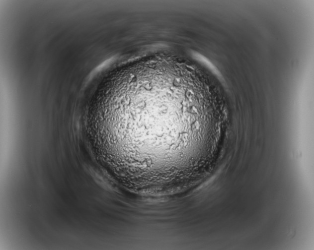 X0000086261403200704122002