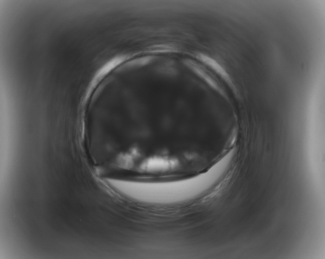 X0000086261413200704122002